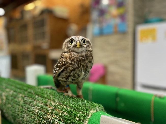 「小型のフクロウがいます♪」