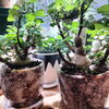 プレクトランサス　エルンスティー「植物大量入荷！　アストロフィツム ユーフォルビア 姫小松　オプンチア セレウス ホリダ　塊根 などなど」
