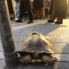 亀蔵