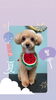 「Dog salon mofu mofu　余市町」