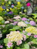 紫陽花「本日の境内の様子です」