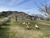 佐奈川桜づつみ公園　北側付近「佐奈川桜づつみ公園　桜開花状況🌸」
