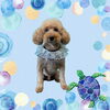 「Dog salon mofu mofu　余市町」