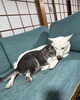 いつも仲良くじゃれあっています。「保護犬月姫と保護猫駒のこと」