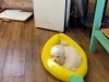 「仲良しマルプー姉妹が飼い主さまを待っています！ ６月１５日生まれ🐶✨」