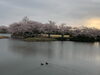 「尼ヶ台総合公園の桜」