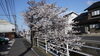高瀬川沿いの桜「さくら満開　」
