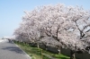川崎鈴彦、【桜花残照】、希少画集画より、状態良好、新品高級額装付 川崎鈴彦、【桜花残照】、希少画集画より、状態良好、新品高級