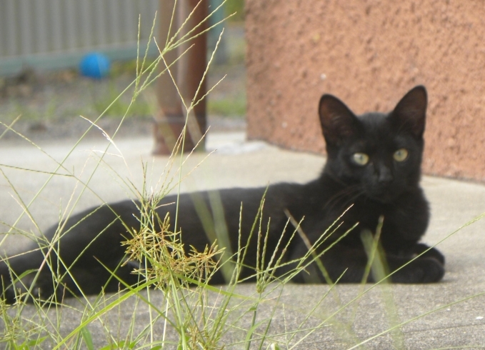 猫２.黒猫「三次十日市　新たな２匹、猫里親募集　黒猫もいます」