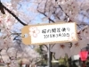 速報 大阪の桜の開花状況をお届けしています 18年3月30日更新 大阪 桜の開花情報 まいぷれ 大阪市中央区