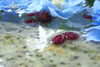 散った花びらも愛らしいのでぜひ撮って下さいね。「6月の花手水　最終日変更について」