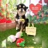チワポメ　カット「🐶ミックス犬、トリミングのお友達🍓」