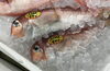 「魚魚市場鮮魚コーナーおすすめは「伊勢エビ」です♪」
