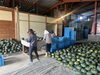 かぼちゃ　熊本県熊本市産：北部農園さん「【キャンペーン】　生産者支援で規格外野菜400kgの食品ロス削減　≪～7/23(日)まで≫」
