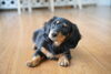 ダックス「かわい子犬たち♪」