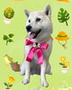 「Dog salon mofu mofu　余市町」