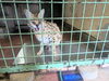 ユカ♀「サーバルの体重測定デビュー」
