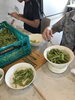 作業風景「枝豆始まりました！【就労継続支援B型　送迎あり　昼食あり】」