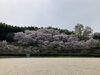 鹿ノ子池公園「お花見」
