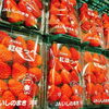 「今シーズンの宮城県産「紅ほっぺ」は何かが違う！！」