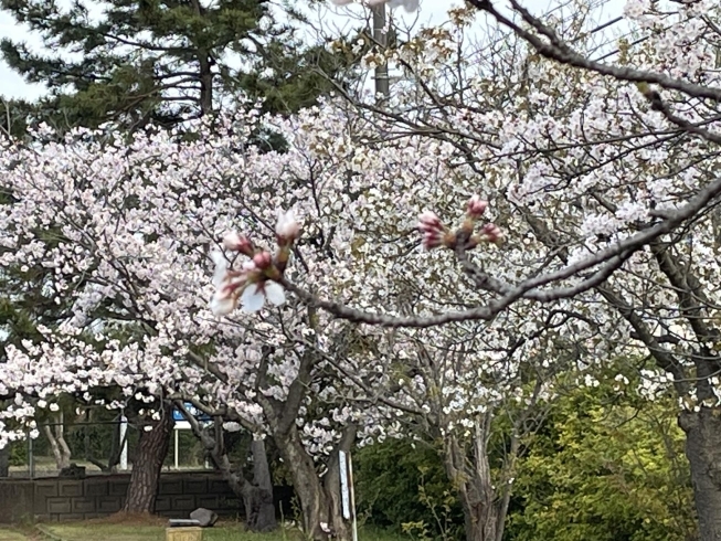 近所の桜「今日からは暖かくなるようです。桜はまだがんばっていますね❣️」