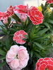 サロン前に植えた鉢花が開花中です(^^)「〜7月お得エステ〜」