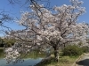 「桜フォトコンテストの審査について📢✨」