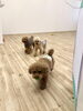 ボール狙い　後ろのふたり「ましゅまろ幼稚園　Ⅴ」
