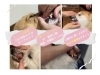 簡単！１日１回貼るだけのデンタルケア「貼るだけ簡単♪愛犬のお口ケア「ペティオラ」入荷しました」
