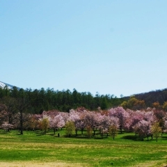 【八幡平】岩手県県民の森