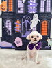 ちゃちゃちゃん「Happy Halloween 2026🎃」