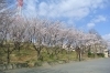 川崎でお花見するならここ 宮前区の桜情報 お花見するならここ 川崎市の 桜 特集 21年 まいぷれ 川崎市 川崎でお花見するならここ 宮前区の桜情報 お花見するならここ 川崎市の 桜 特集 21年 まいぷれ 川崎市