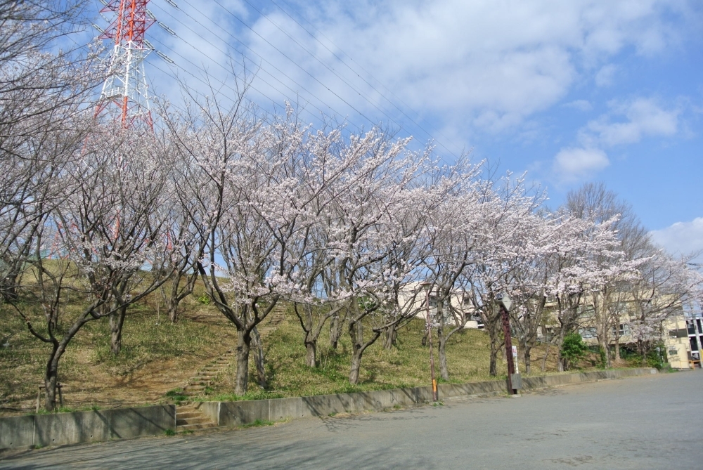 川崎でお花見するならここ 宮前区の桜情報 お花見するならここ 川崎市の 桜 特集 21年 まいぷれ 川崎市