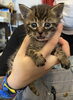 あさりくん「保護猫のご紹介」