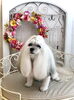 すももちゃん「わんこと秋桜🐾」