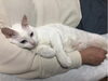 「迷い猫を探しています【新居浜市西原町付近】」
