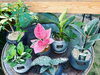 「鉢セットの観葉植物販売中！【観葉植物専門店　福島市】」