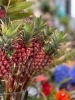 不思議で個性的なネイティブフラワー入荷しました！ | 花のみどりや