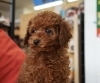 トイプードル　税込138,000円〜「子犬販売ご紹介🎵」