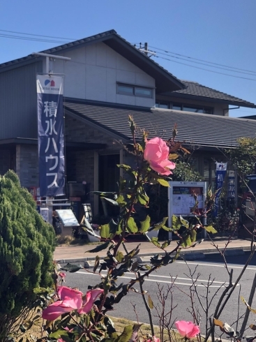 素敵なお花「素敵な花咲いてます！！【木更津市民会館の隣りにある総合住宅展示場「木更津住宅公園」】」