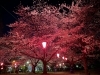 2022年満開の夜桜散歩♪ 地元のお花見スポットで桜を見上げて元気を