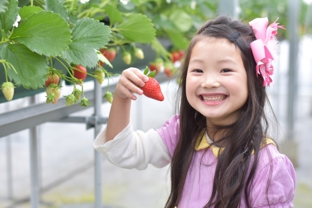 いちご 千葉 狩り 県 Mama's Berry