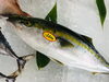 「魚魚市場鮮魚コーナーおすすめは「ハガツオ・ボイルシャコ」です♪」