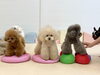 ルルちゃん＆ハッピーちゃん＆リリーちゃん　体幹鍛え中〜「ましゅまろ幼稚園🐾」