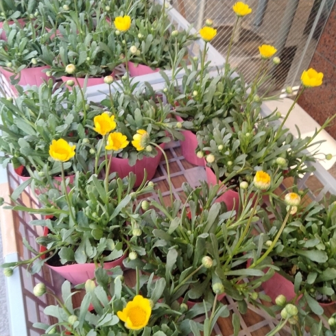 802SKY SHOP「春の花　ムルチコーレ　かわいい黄色の花が咲きます。　石川農園　八王子市高月町　より入荷！　毎年恒例、パッションフルーツの苗は今年も販売します。4/20頃販売開始。予約も受け付けます。パッションフルーツ」