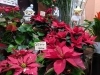 ポインセチア「徳常町のフラワーおおにしさんの店内は、かわいいクリスマス仕様へ！」