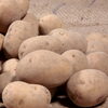 「🥔インカのめざめ、絶賛販売中‼︎🥔」