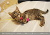 「猫と人が心地よく暮らすための住まいづくり」