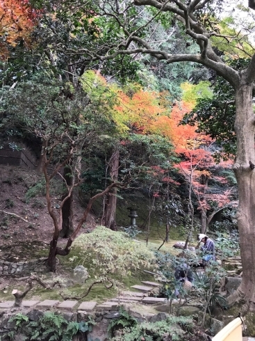 「新居浜市　慈眼寺の紅葉祭りは12月1日まで。」