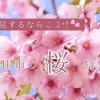 お花見するならここ！　鉾田市の桜特集【2026年】